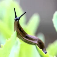 Parasitic Slugs