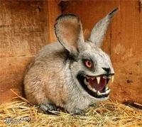 Rabbit scary 