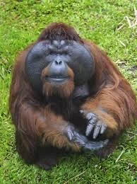 Orangutan