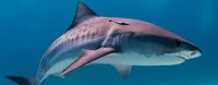 Tiger Shark