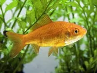 Lionel FortinTrognon