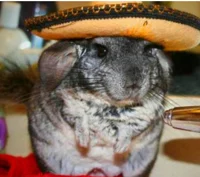 Mexican Chinchilla