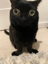 yoinky sploinky