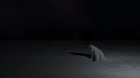 2026 polar bear