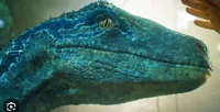 Blue the raptor