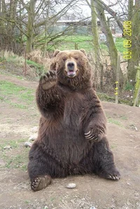 Brown Bear 