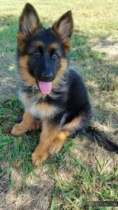 german Sheperd puppy