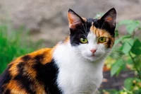 The Calico Cat