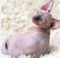 sphynxling