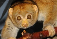 Potto