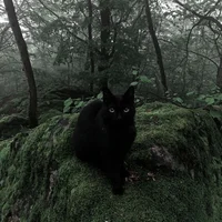 Warrior cats