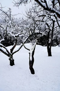 Humanoid winter tree