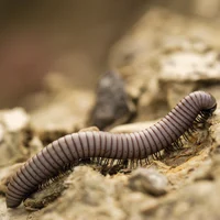 Parasitic Millipedes