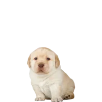 Pancracio