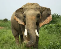 indian elephant