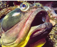 Sarcastic Fringehead