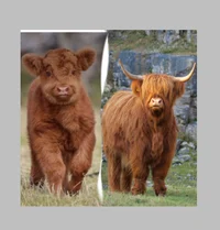 Highland cow