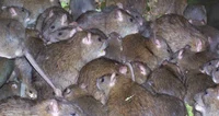 An Army Of Rats