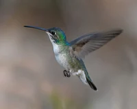 Hummingbird 