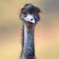Australian Emu