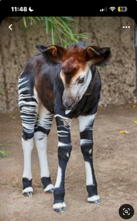 Okapi