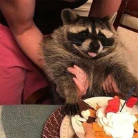 Raccoon