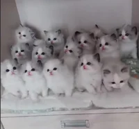 Kittens