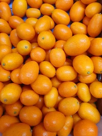 Kumquat 