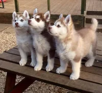 Huskys