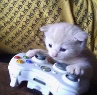 Gaming Cat