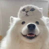 Dog and Cat