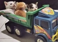 3 cats driving