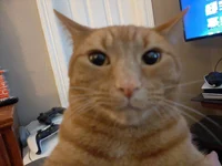 hibi