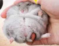 Hamster
