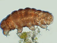 Tardigrade