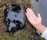 Giant Slug