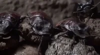 Roaches