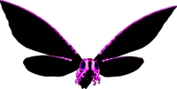 Pink shadow mothra