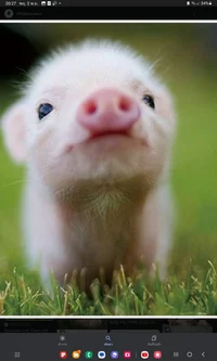 Piggy