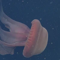 Phantom JellyFish