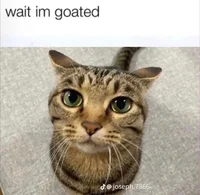 goated cat