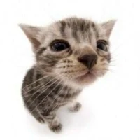 Mr kibbles