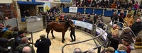 Horse auction