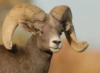Big Horn Sheep