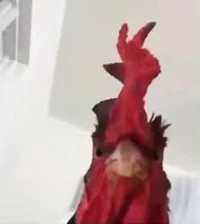 S19 Fortnite Chicken