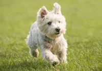 West Highland Dog