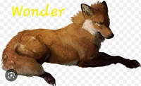 Wonder