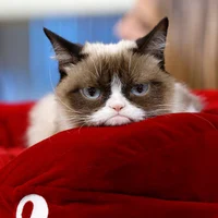 Your Grumpy Cat
