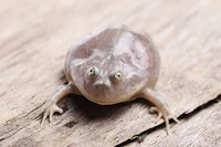 Achievement Unlocked