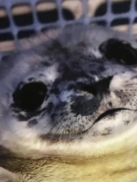 Squire smug seal